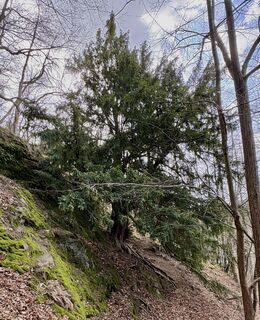 Fotografija s spletne strani berg-wanderer na poti