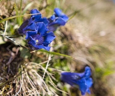 Enzianblüten im Frühling