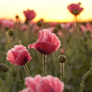 Mohnblumen