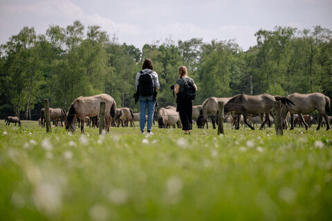 Wildpferde rund um Dülmen