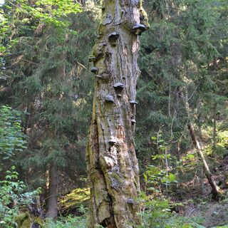 Habitatbaum