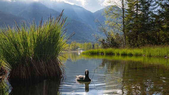 Wildsee mit Wasservogel