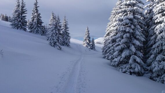 Kurze Schneeschuhrunde auf der Stubalm_Weg Richtung Zapfelhütte