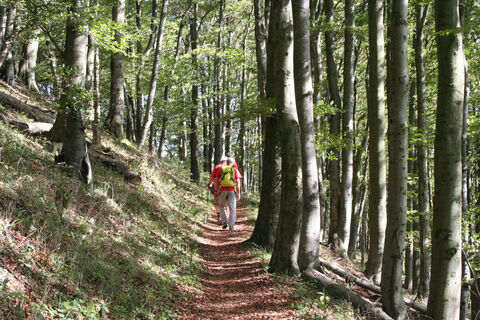 Aufstieg auf dem Habichtswaldsteig zum Hohen Dörnberg