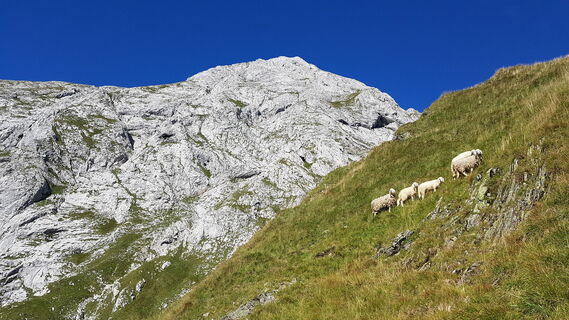 auf der Grünen Schneid