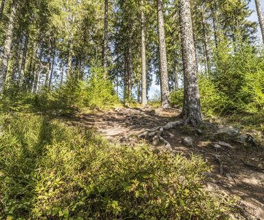 Wald am Schluchsee
