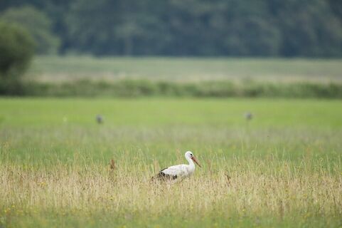 Storch nahe Pollitz
