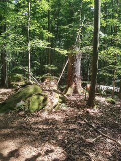 Photo de Waldläufer le long du parcours