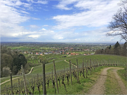 Weinreben mit Sicht ins Rheintal bei Mösbach