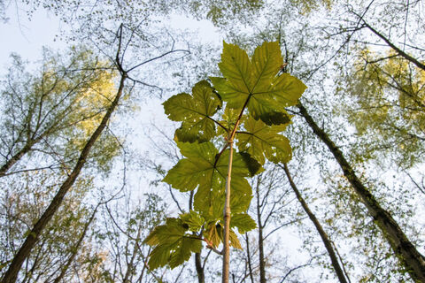 Blätterdach im Tüschenbroicher Wald