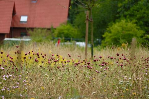 Buntes Blumenmeer an der Streuobstwiese