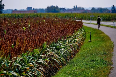 Knapp vor Bad Radkersburg