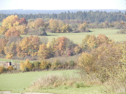 Hecken bei Bräunlingen im Herbst