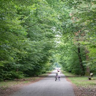 Außergewöhnlicher Wald in Haguenau