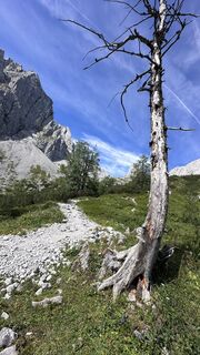 Photo de Mountain Cat ? ⛰️ le long du parcours