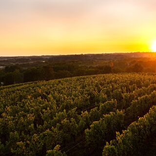 SAUTERNES.septembre20.-2-192