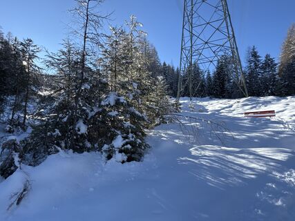 Foto von Grizzli entlang der Tour