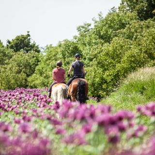 10_AusritteBlumenfeld_TVBMuehlviertelReitregionMVKernlandBirgitHennerbichler