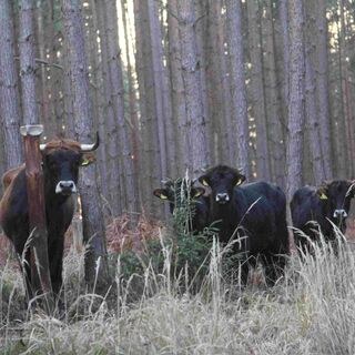 Taurusrinder Uhlstädter Heide