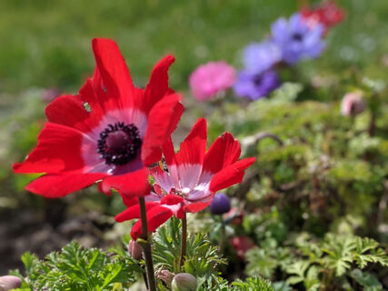 Blumen zum selber pflücken