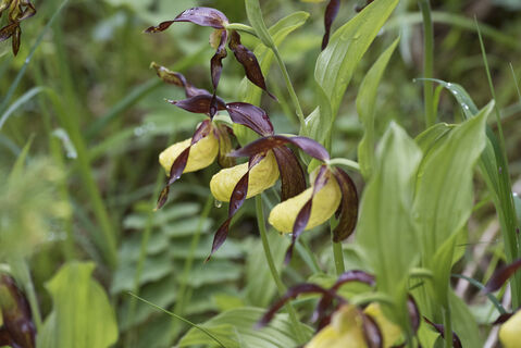 Im Juni blüht eingangs Val Trupchun an einigen Stellen der Frauenschuh, eine seltene und geschützte Orchidee.