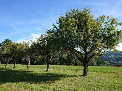 Naturpark Pöllauer Tal: Streuobstwiese in der Oststeiermark