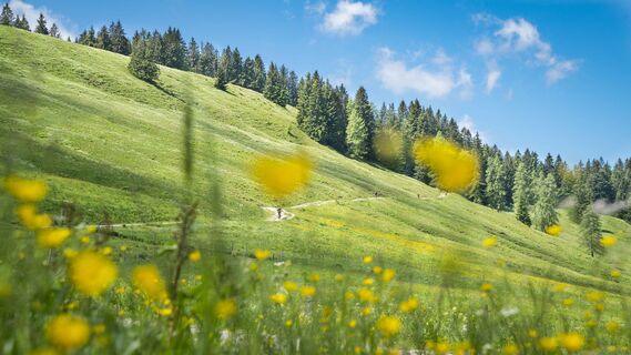 Wanderweg an der Gindelalm
