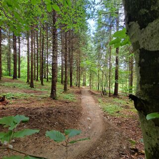 Sidegartner Trail T44