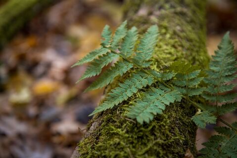 Farn im Wald