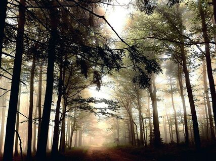 Nebelwald