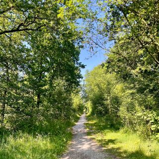Trail im Wallinghausener Wald in Aurich