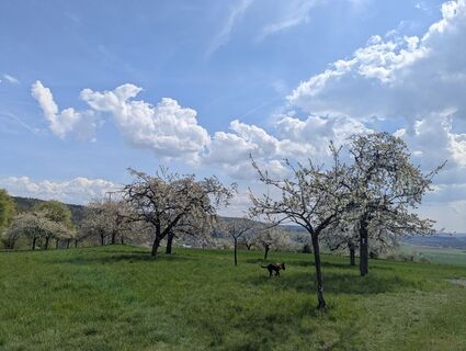 Fotografija s spletne strani Mone St. na poti