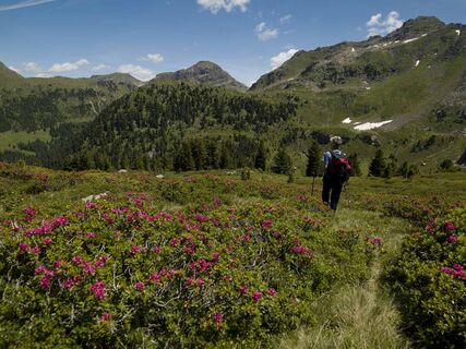 Alpenrosen