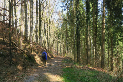 Waldweg