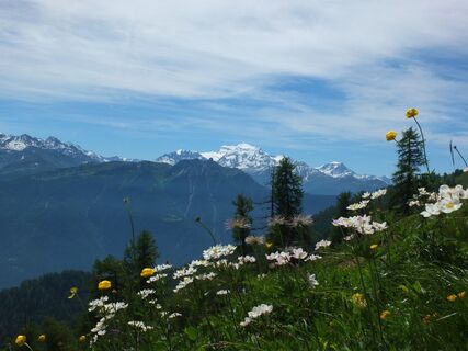 Blumenwiese mit Aussicht auf auf die Bergkette Combins