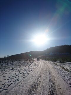 Schnee zwischen Wald und Reben