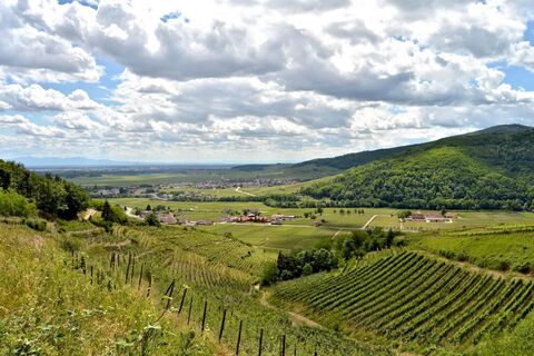 Weinbergwanderung Kaysersberg Kientzheim