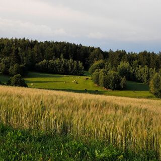 Foto: Archiv Waldviertel Tourismus
