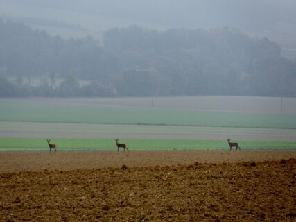Rehe