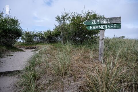 Wäldchen auf Juist.jpg
