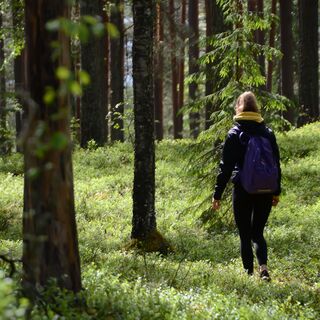 Den ruhigen Wald im Nationalpark Leivonmäki genießen.