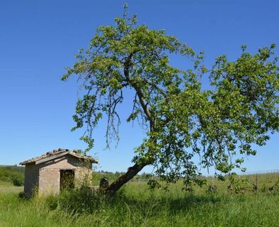 Weinbergshäuschen