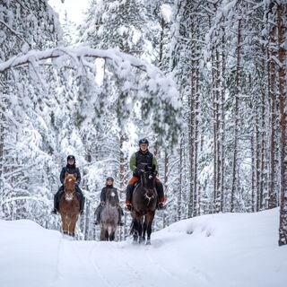 Beach Horse Stable Wintergelände