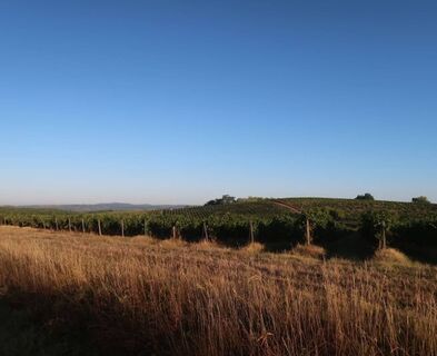 Aussichtspunkt über die Weinberge