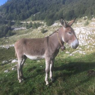 Tiere entlang des Weges