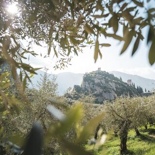 Blick auf die Burg Arco zwischen den Olivenbäumen