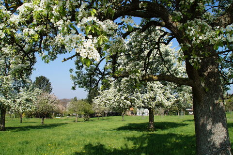 Impressionen vom Obstweg