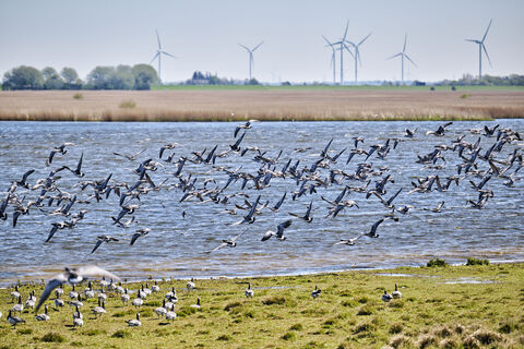 Zugvögel