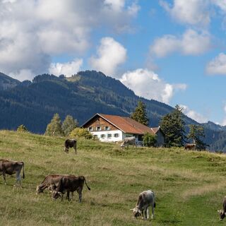 Alpe Kögelhof