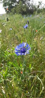 Kornblumen am Wegesrand